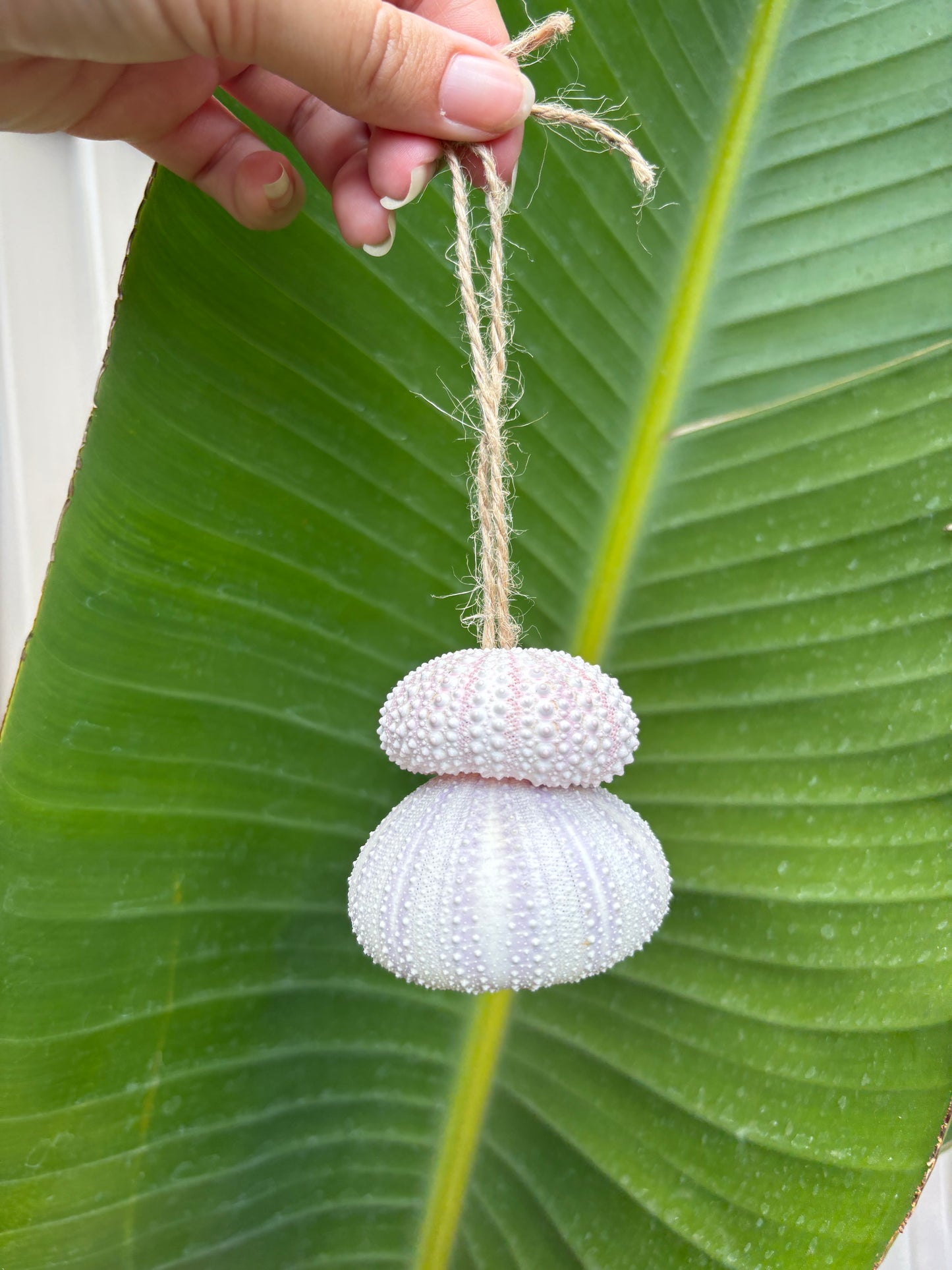 Sea urchin ornament